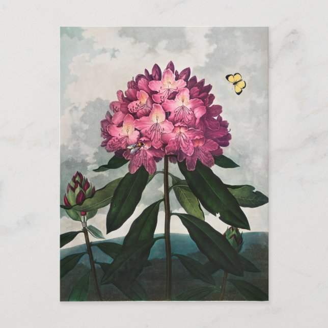 Cartão Postal Ilustração de Flores Vintage (Frente)