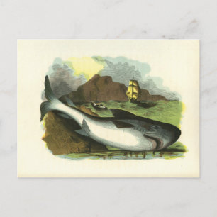 Cartão Postal Ilustração de FolkArt de Tubarão Vintage 1859