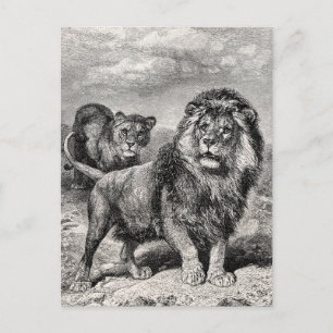 Cartão Postal Ilustração de Gato Grande de Lion Lionesse Lione
