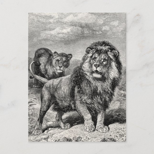 Cartão Postal Ilustração de Gato Grande de Lion Lionesse Lioness (Frente)