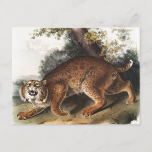 Cartão Postal Ilustração de gato selvagem americano (Lynx rufu