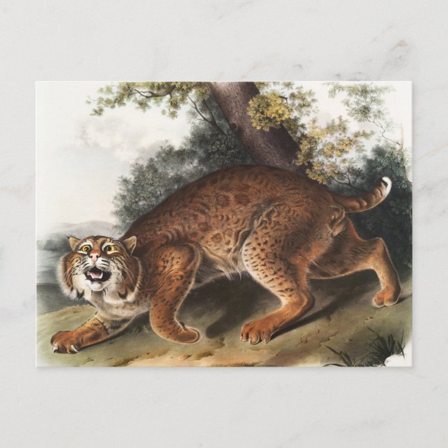 Cartão Postal Ilustração de gato selvagem americano (Lynx rufus) (Frente)