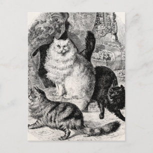 Cartão Postal Ilustração de Gatos Persianos do Gato de Ângora 18
