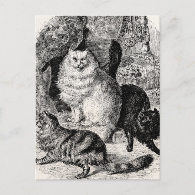 Cartão Postal Ilustração de Gatos Persianos do Gato de Ângora 18 (Frente)