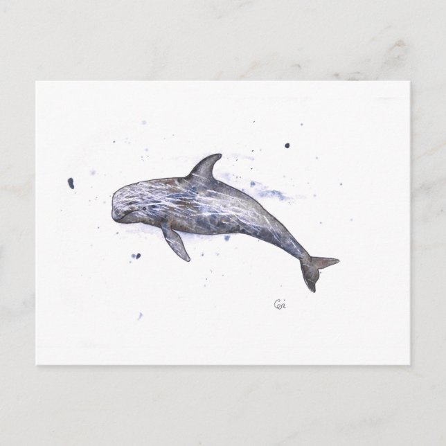 Cartão Postal Ilustração de golfinho Risso (Frente)