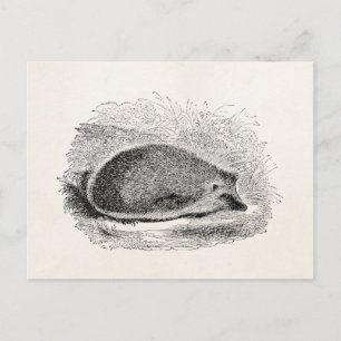 Cartão Postal Ilustração de Hedgehogs Vintage Hedgehog dos anos 