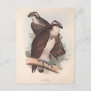Cartão Postal Ilustração de História Natural de Osprey Vintag