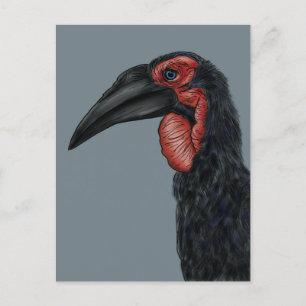 Cartão Postal Ilustração de Hornbill do Sul