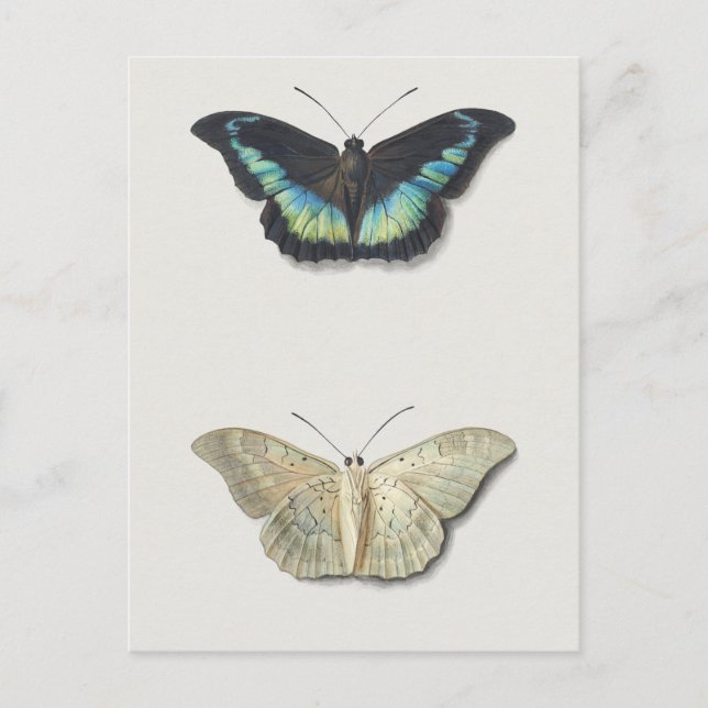 Cartão Postal Ilustração de Insetos Antigos (Frente)