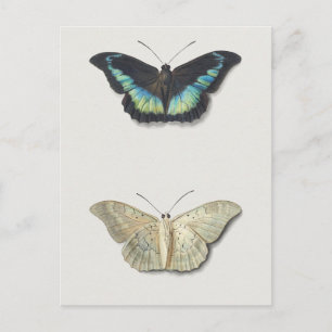 Cartão Postal Ilustração de Insetos de Vintage