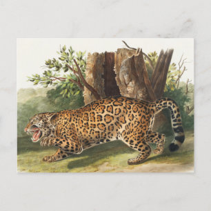 Cartão Postal Ilustração de Jaguar (Felis onca)