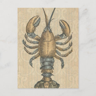 Cartão Postal Ilustração de Lagosta Antiquário Marisco de Maine