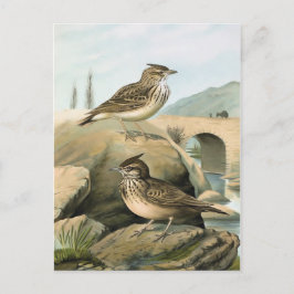 Cartão Postal Ilustração de Larks Vintage Bird
