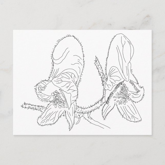 Cartão Postal Ilustração de Monkshood (Frente)