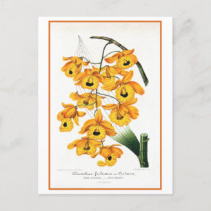 Cartão Postal Ilustração de Orquídea Amarela Tropical