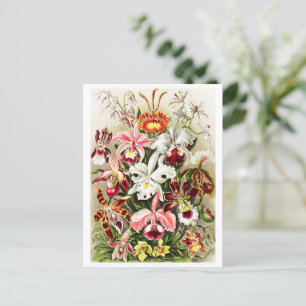 Cartão Postal Ilustração de Orquídeas Vintage