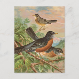 Cartão Postal Ilustração de Pássaro Robin Vintage Americano