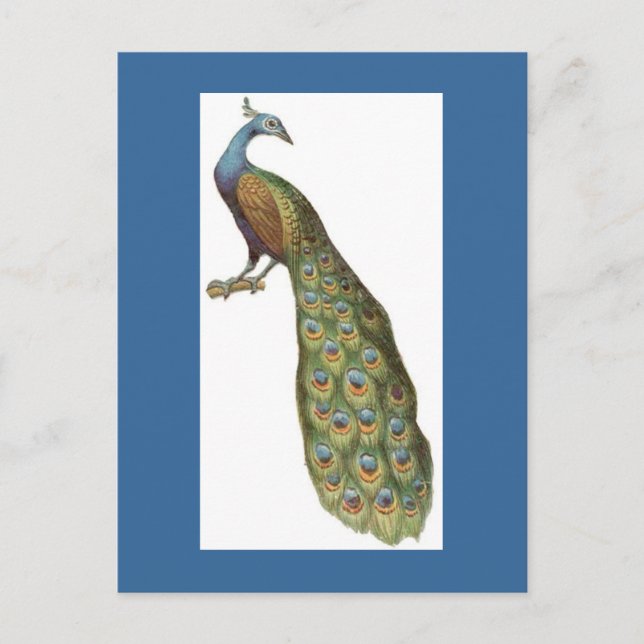 Cartão Postal Ilustração de pavão (Frente)