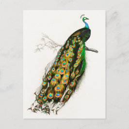 Cartão Postal Ilustração de Peacock Vintage
