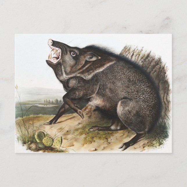 Cartão Postal Ilustração de Peccary Dycoteles torquatus (Frente)