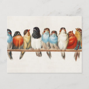 Cartão Postal Ilustração de "Perch of Birds Vintage Finch", 18
