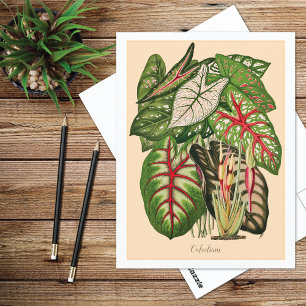 Cartão Postal Ilustração de Planta Caladium Multicolorida