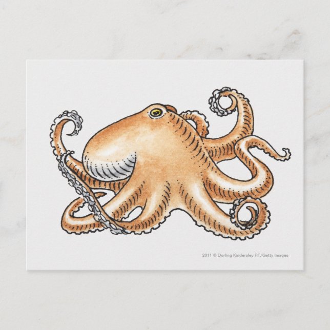 Cartão Postal Ilustração de polvo (Frente)