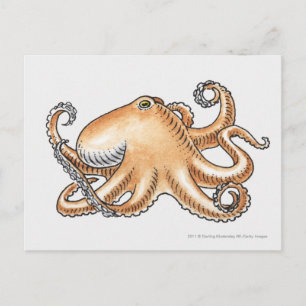 Cartão Postal Ilustração de polvo
