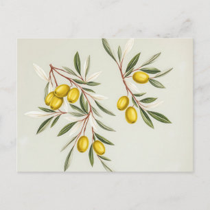 Cartão Postal Ilustração de ramos de oliveira verde claro elegan