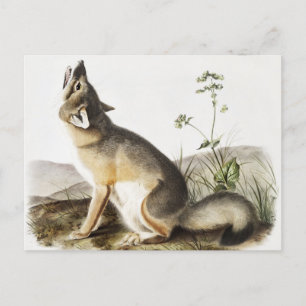 Cartão Postal Ilustração de Raposa Swift (Vulpes velox)