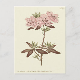 Cartão Postal Ilustração de Rododendro de Folhas Pontiagudas