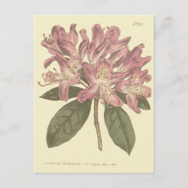Cartão Postal Ilustração de Rododendro Roxo