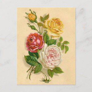 Cartão Postal Ilustração de Rosa Vintage Bonita