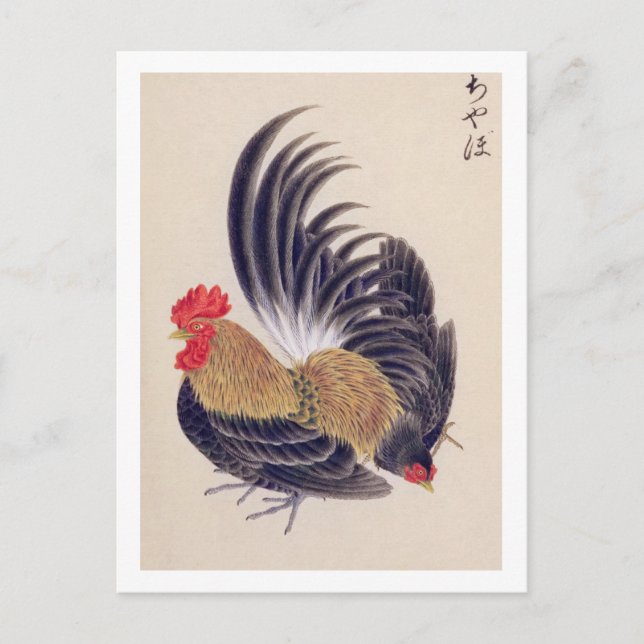 Cartão Postal Ilustração de safra: Bantam japonês (Frente)