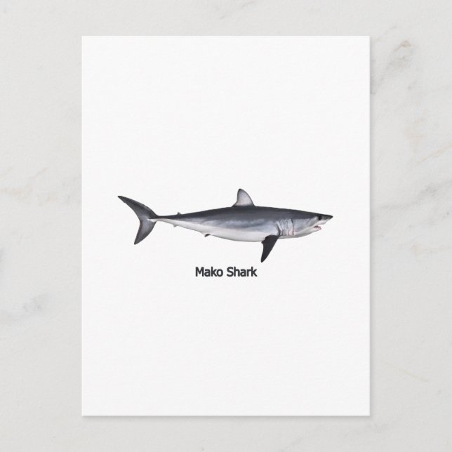 Cartão Postal Ilustração de Shark Mako com Atalho (Frente)