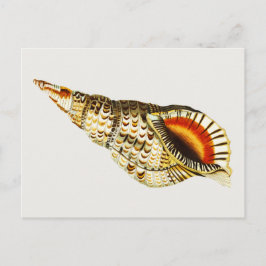 Cartão Postal Ilustração de trompete de Vintage Seashell