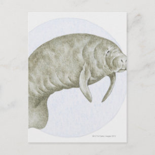 Cartão Postal Ilustração de um peixe-boi (Trichechus sp.)
