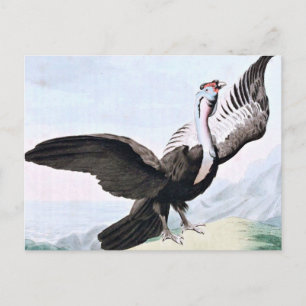 Cartão Postal Ilustração de Vida Selvagem de Aves Condor