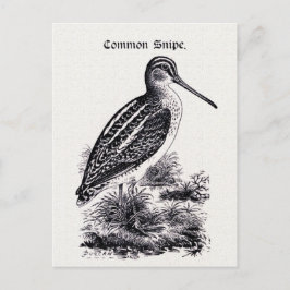 Cartão Postal Ilustração de Vintage com o "Common Snipe"