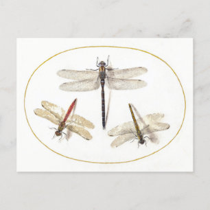 Cartão Postal Ilustração de Vintage com Três Dragonflies
