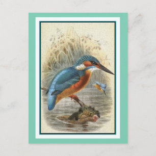 Cartão Postal Ilustração de Vintage de Kingfisher Comum