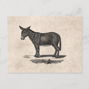 Cartão Postal Ilustração de Vintage Donkey - 1800's Donkeys