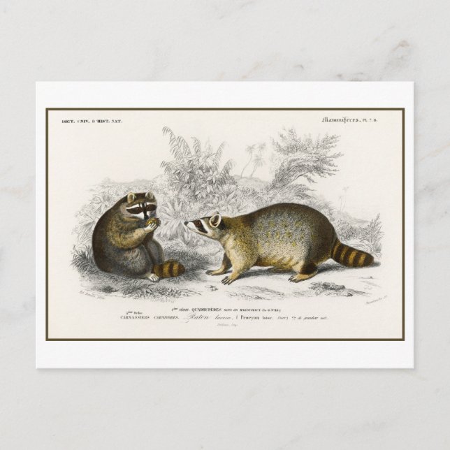 Cartão Postal Ilustração de Vintage Raccoon (Frente)