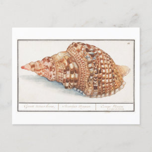 Cartão Postal Ilustração de Vintage Seashell