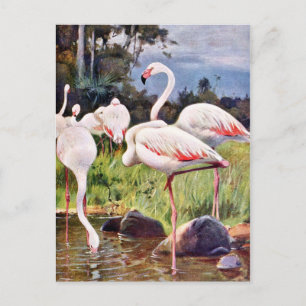 Cartão Postal Ilustração de Vintagem de Flamingos Rosa