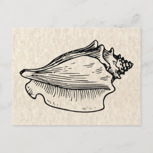 Cartão Postal Ilustração de Vintagem de Shell Conch