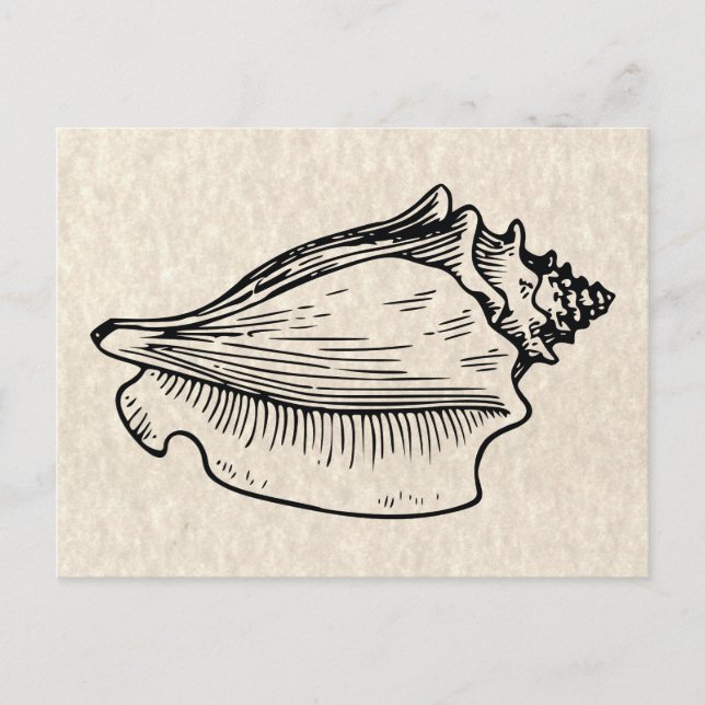Cartão Postal Ilustração de Vintagem de Shell Conch (Frente)