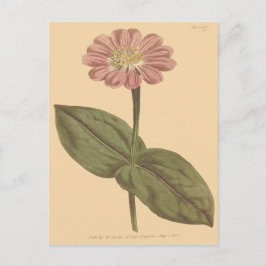 Cartão Postal Ilustração de Zínia Colorida Violeta