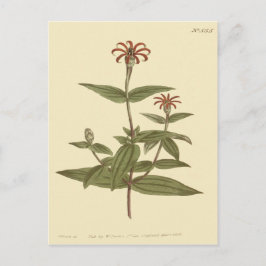Cartão Postal Ilustração de Zínia Vermelha de Flores Finas