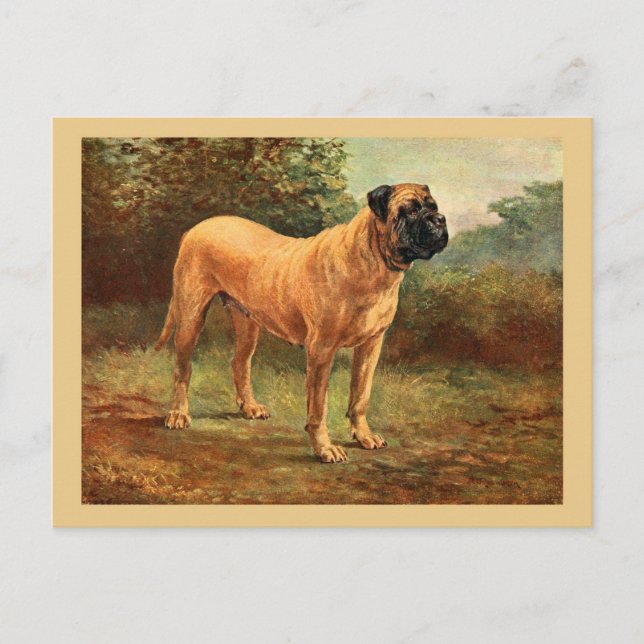 Cartão Postal Ilustração do Cachorro Mastiff Inglês (Frente)